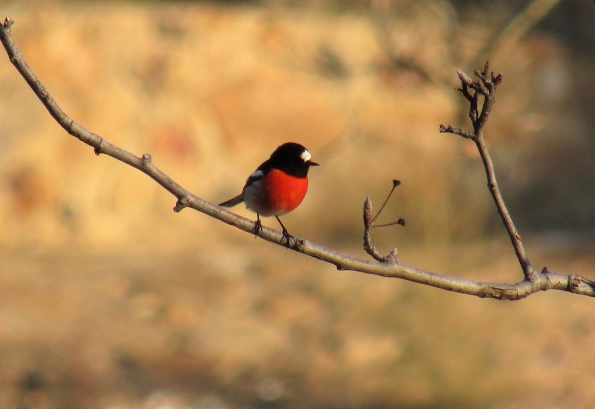 Scarlet Robin - Sarah D