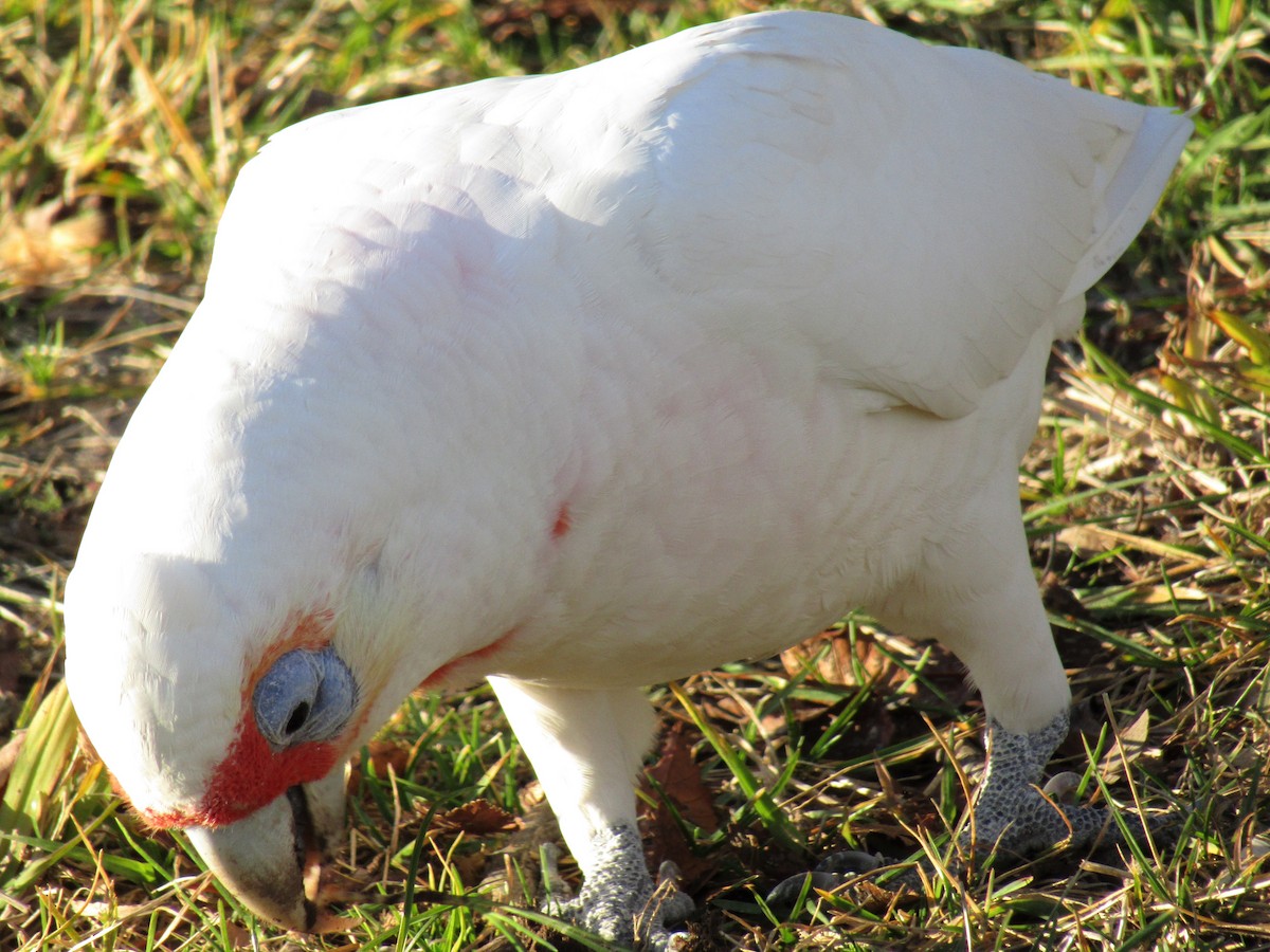 Long-billed Corella - ML106503901