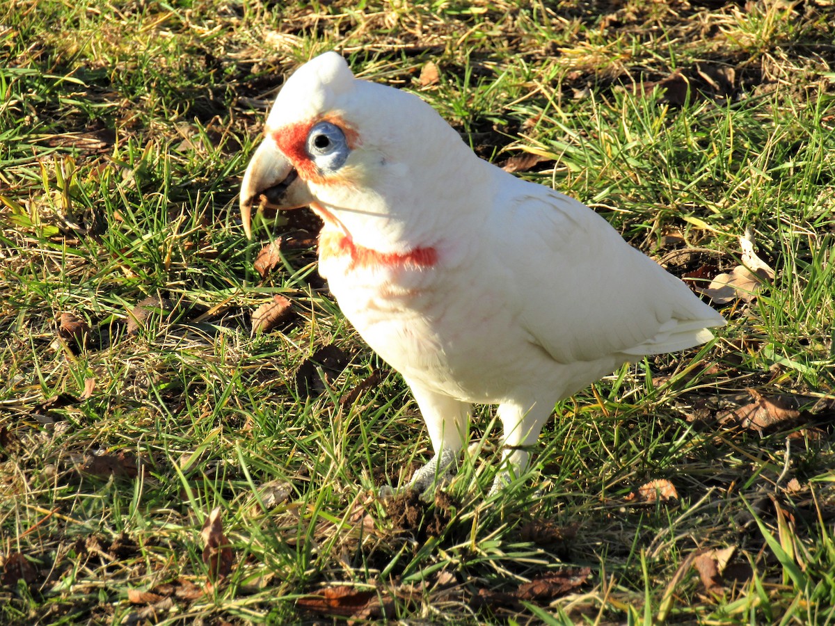 Long-billed Corella - ML106503931