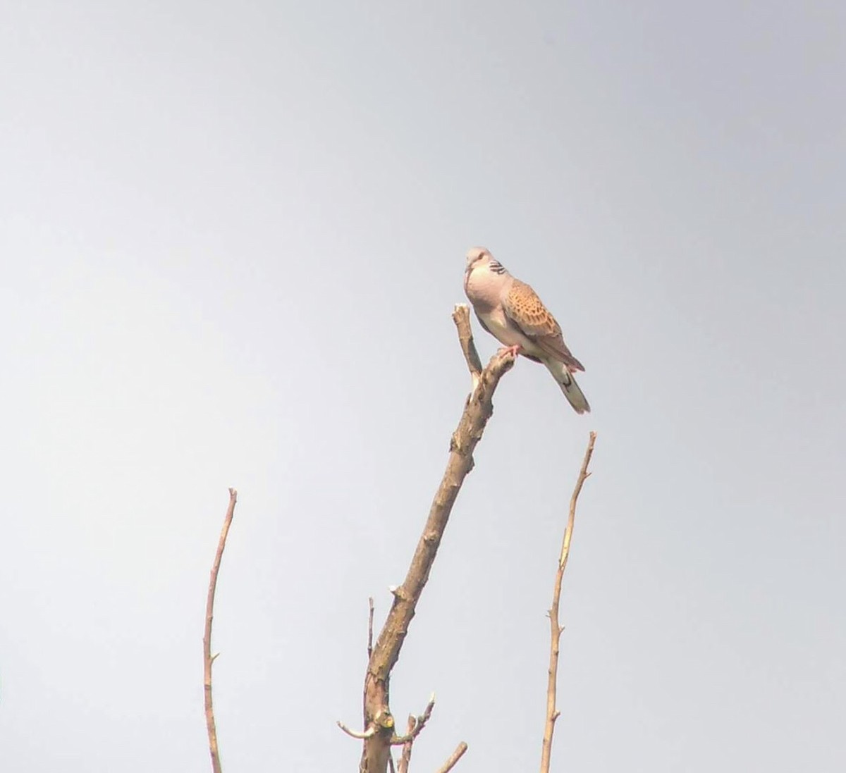 European Turtle-Dove - ML106503941