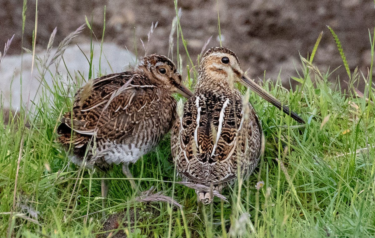 Common Snipe - ML106504251