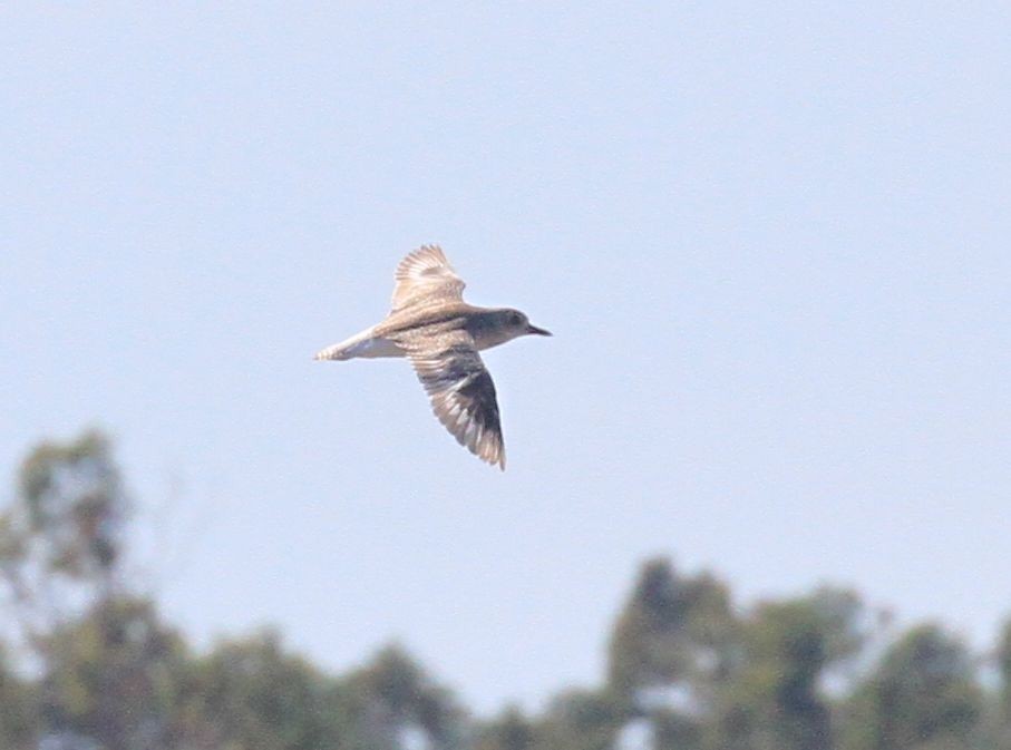 Black-bellied Plover - ML106504391