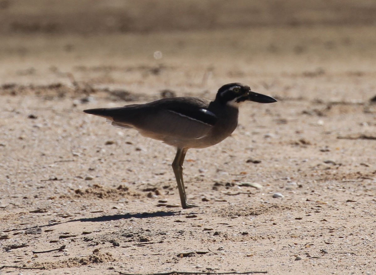 Beach Thick-knee - ML106504411