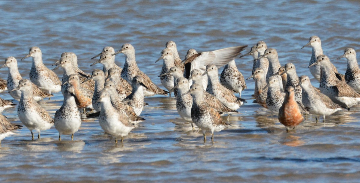 Red Knot - Ron Sawyer