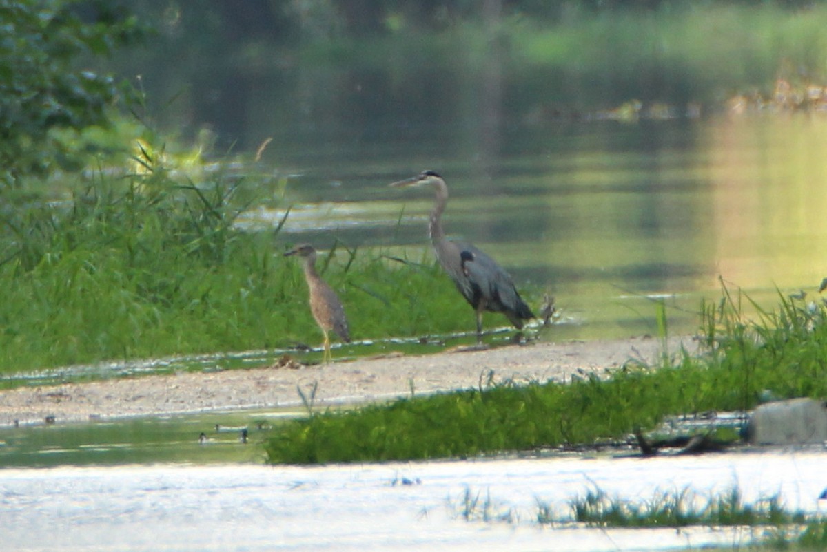 Yellow-crowned Night Heron - ML106504891