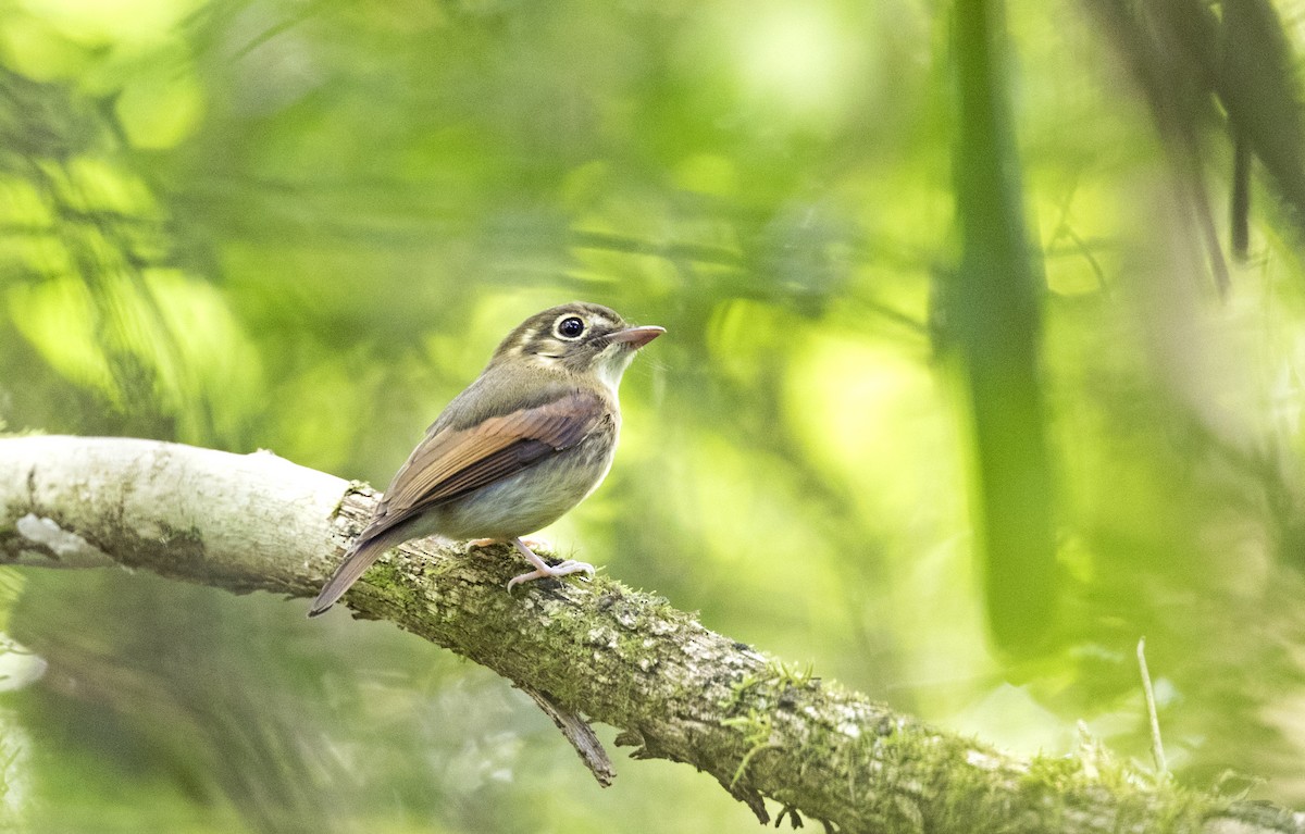 Russet-winged Spadebill - ML106505721