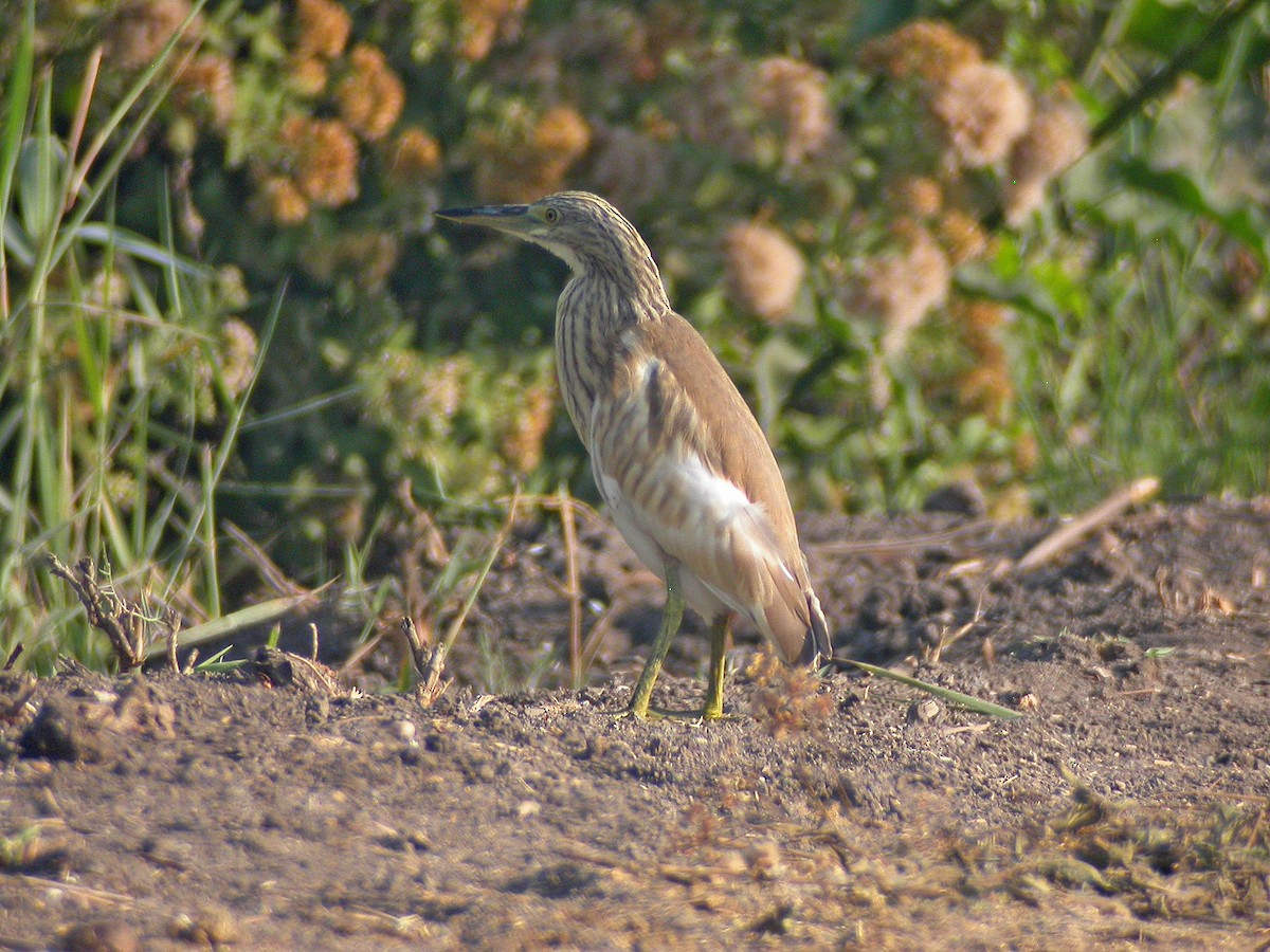 Squacco Heron - ML106506201