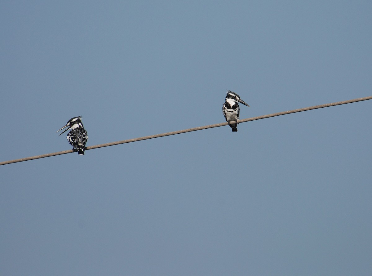 Pied Kingfisher - ML106506221