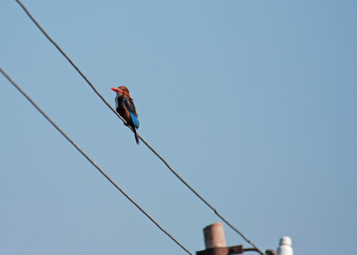 White-throated Kingfisher - ML106506271