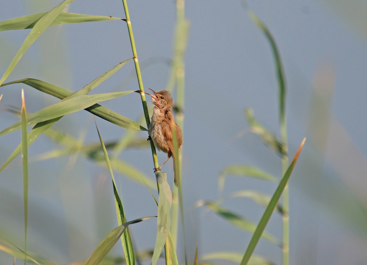 Clamorous Reed Warbler - ML106506371