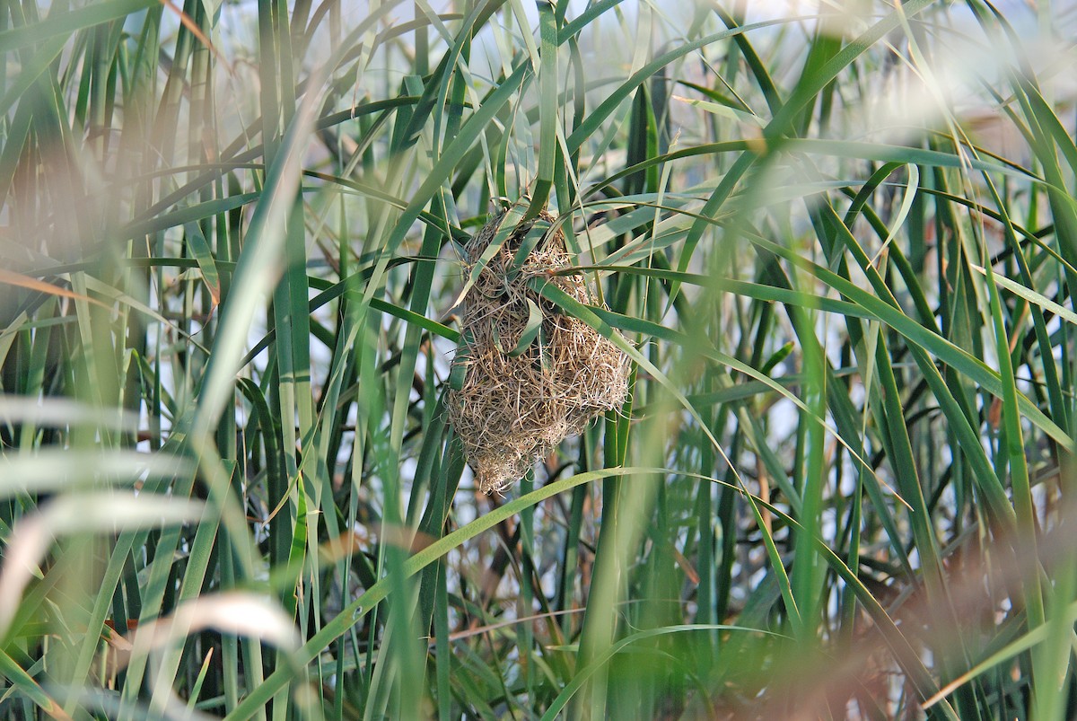 Streaked Weaver - ML106506451