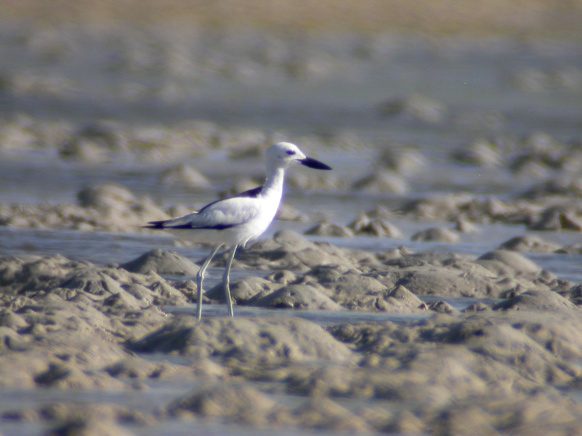 Crab-Plover - Ray Scally