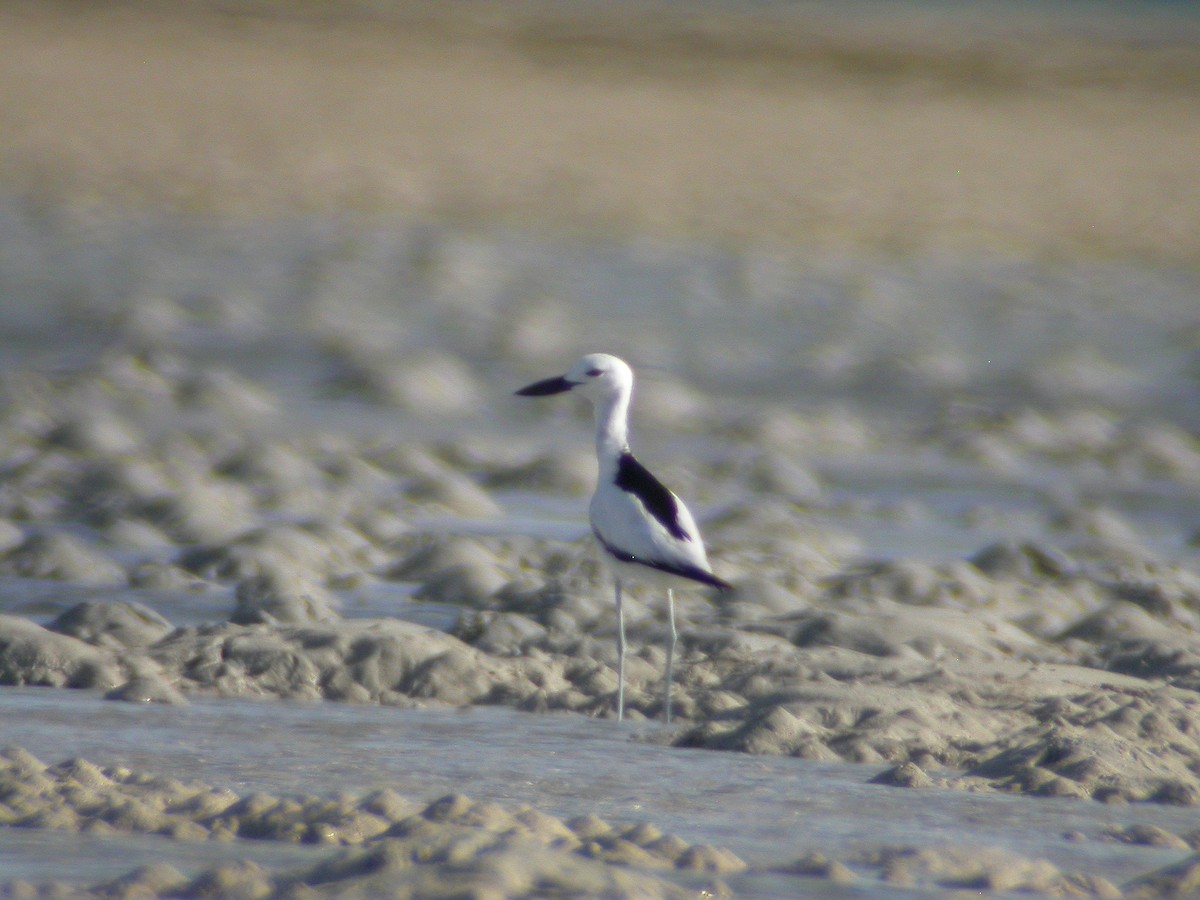 Crab-Plover - Ray Scally