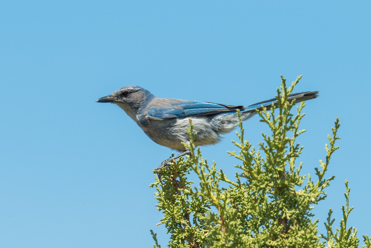 Woodhouse's Scrub-Jay - ML106508691