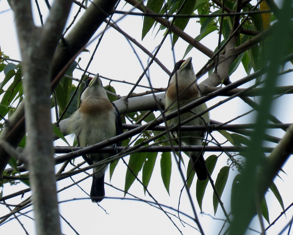 White-mantled Barbet - Iván Lau