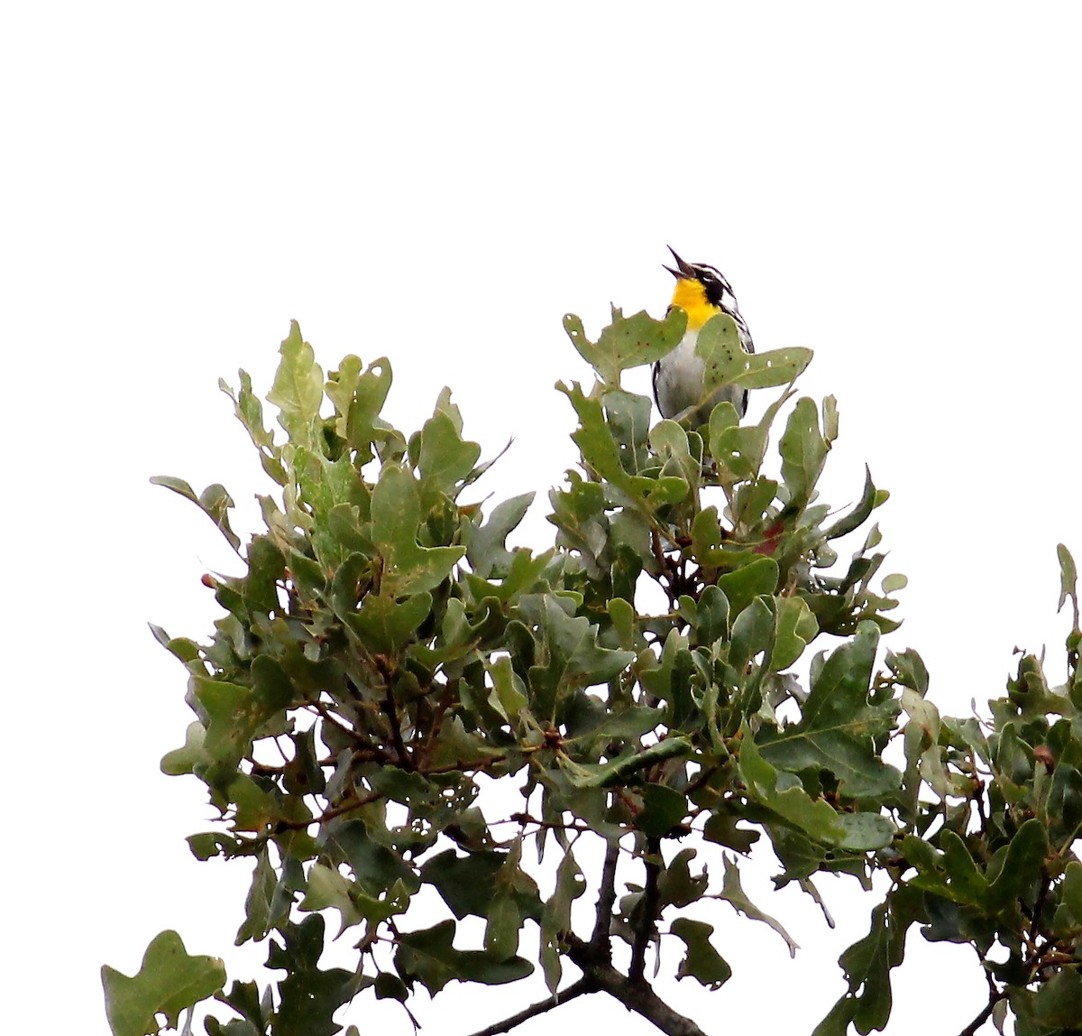 Yellow-throated Warbler - ML106510441