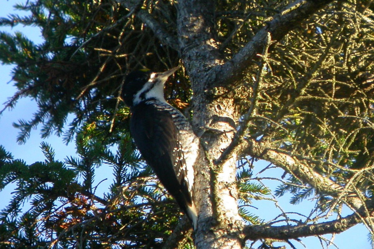 Black-backed Woodpecker - ML106510811