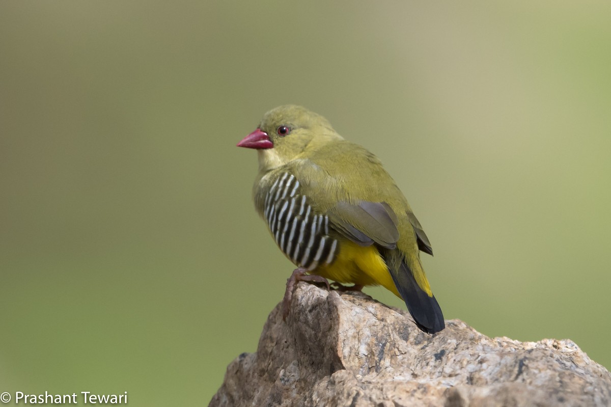 Green Avadavat - Prashant Tewari