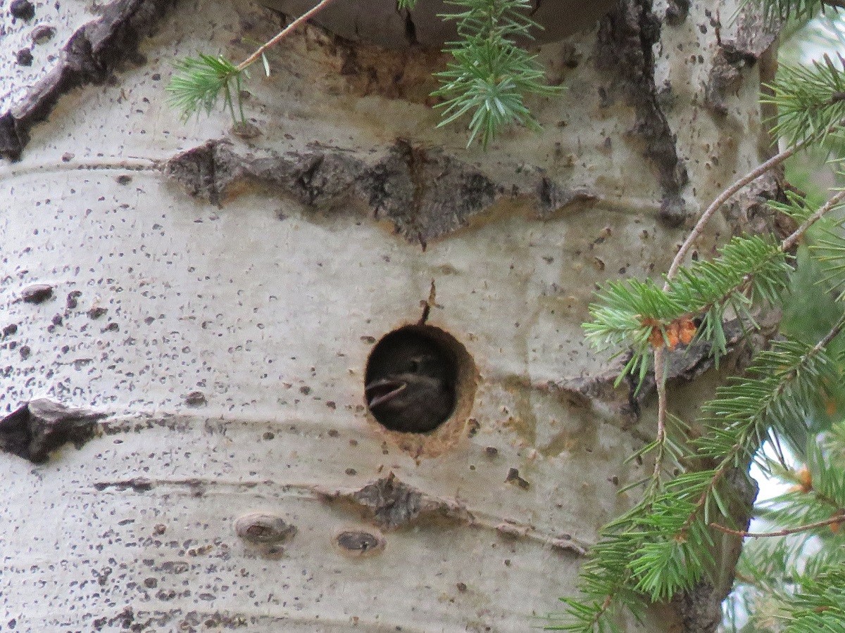 Red-naped Sapsucker - Troy Corman