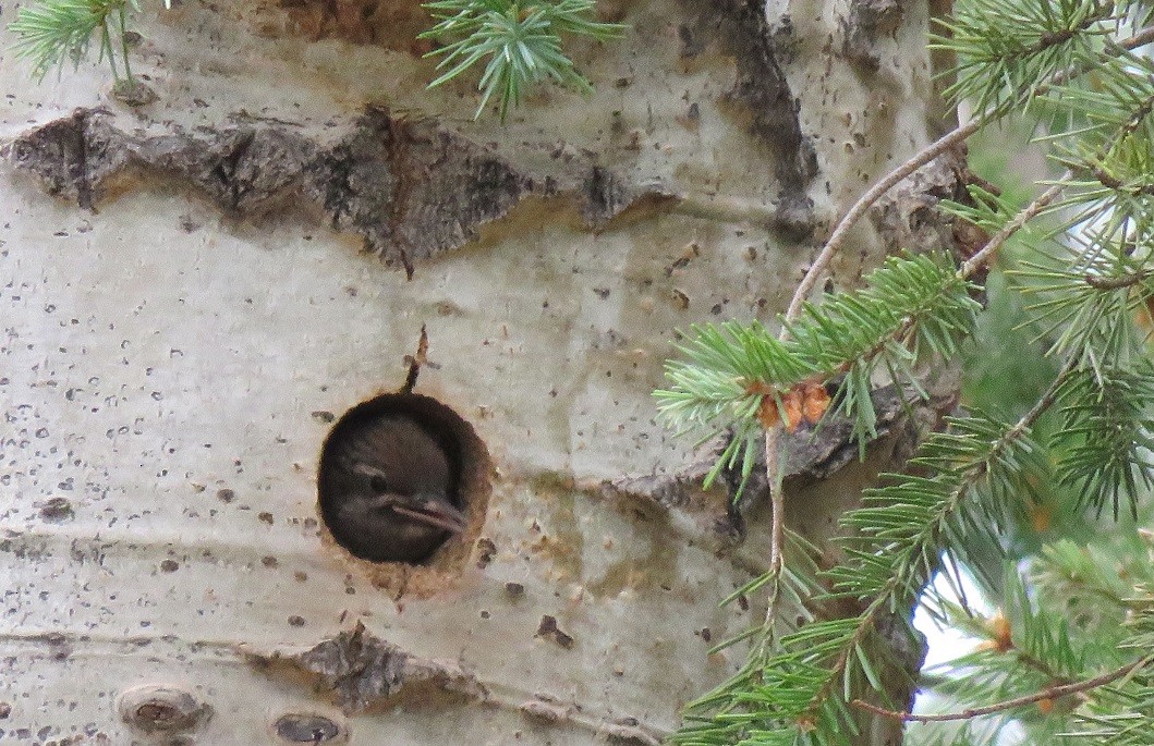 Red-naped Sapsucker - Troy Corman