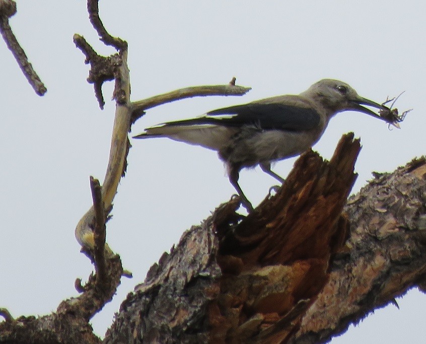 Clark's Nutcracker - ML106512661