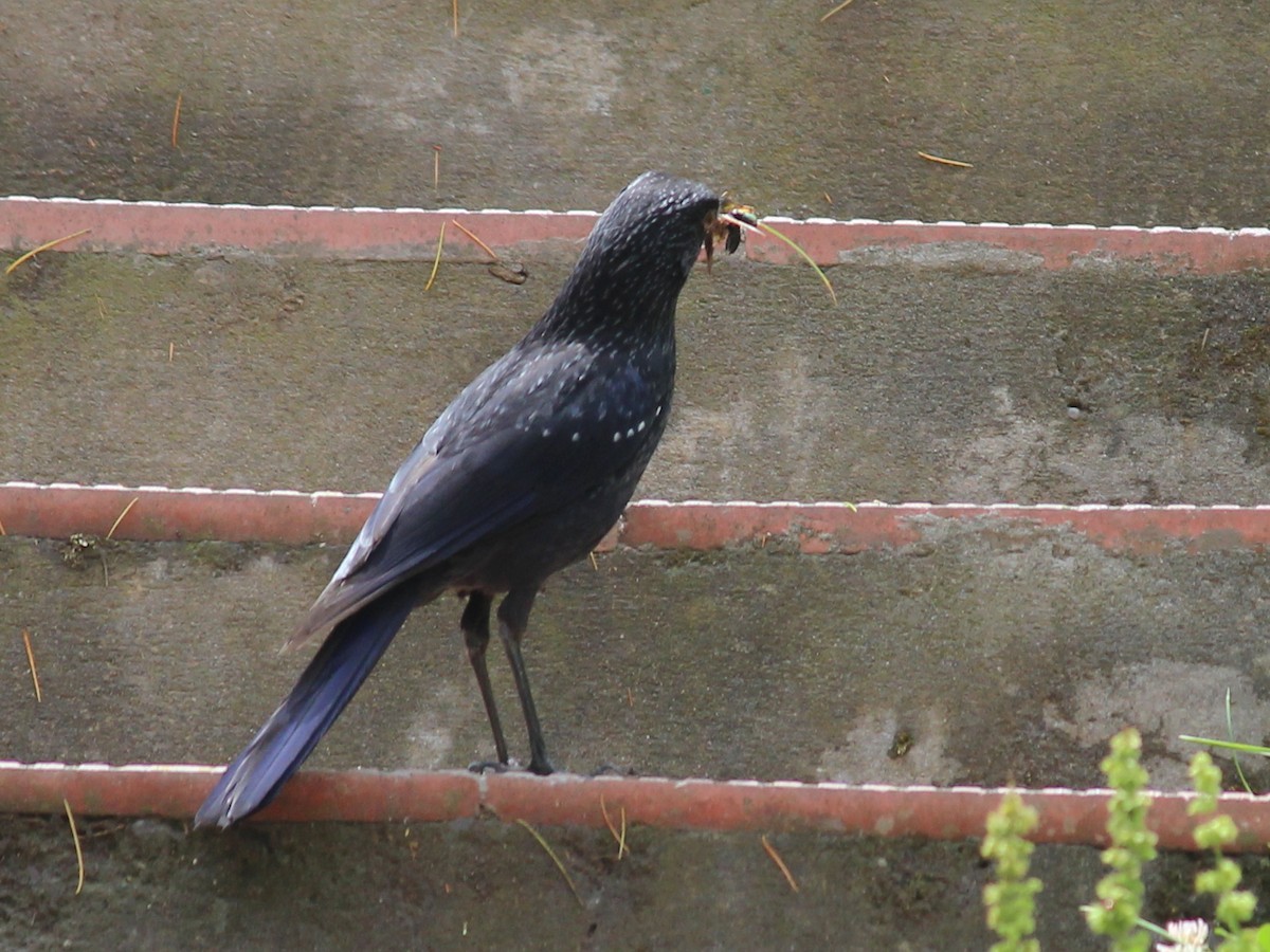 Blue Whistling-Thrush - Shekar Vishvanath