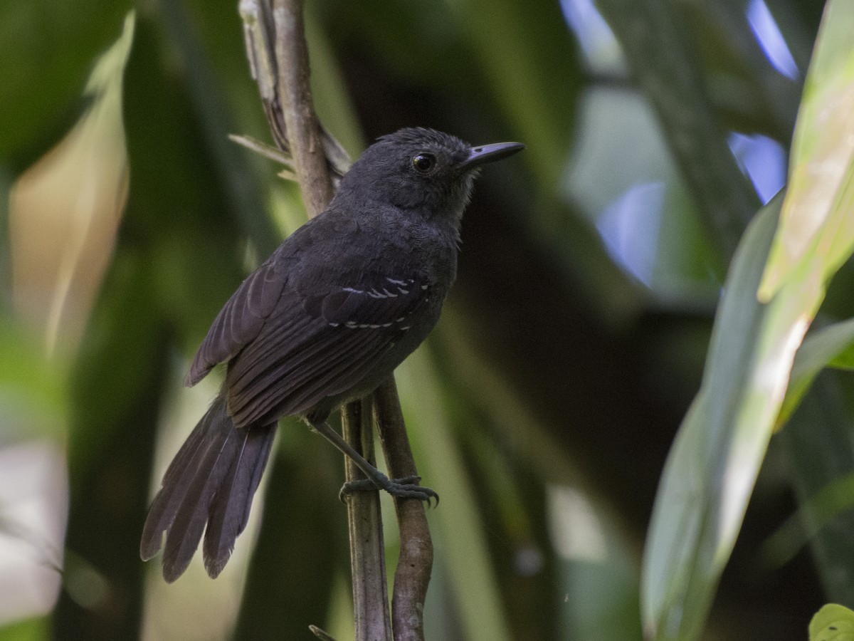 Dusky Antbird - ML106514601