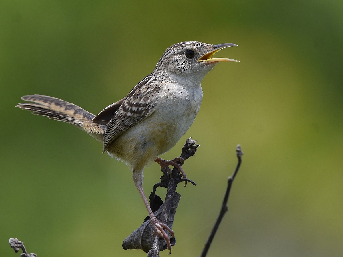 Grass Wren - ML106515401