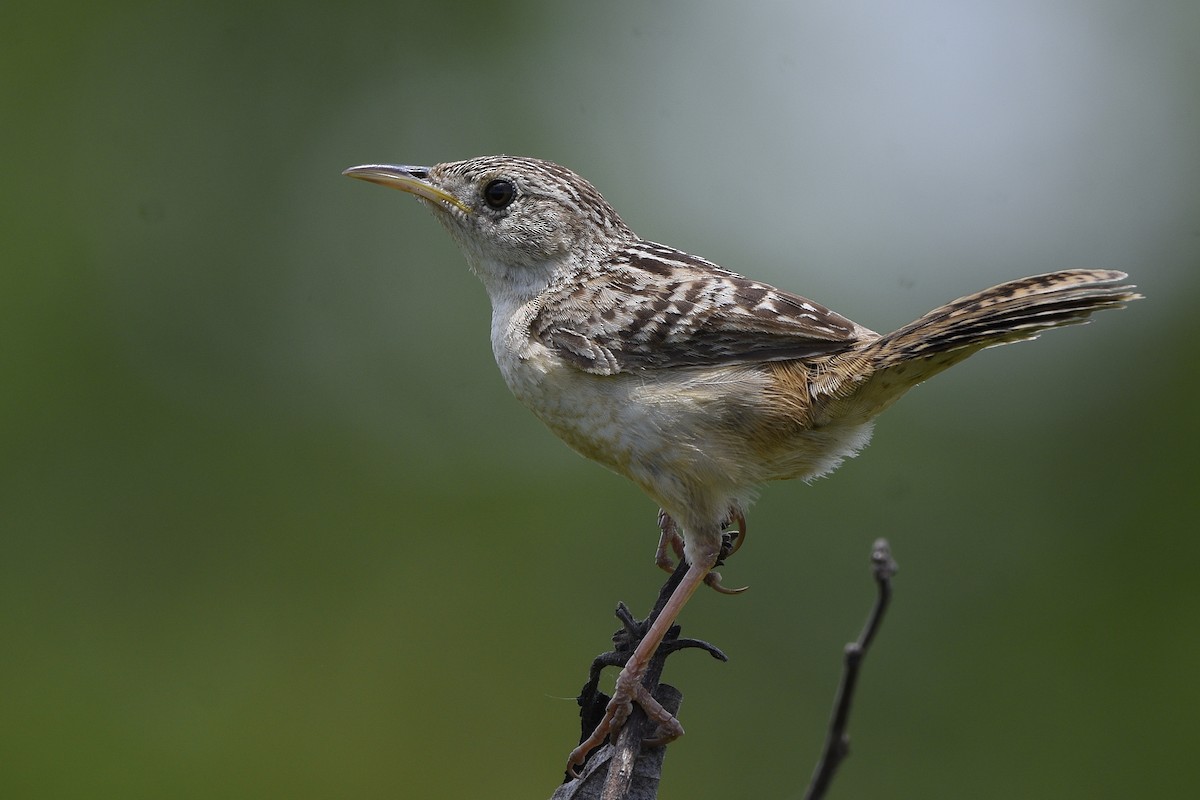 Grass Wren - ML106515431
