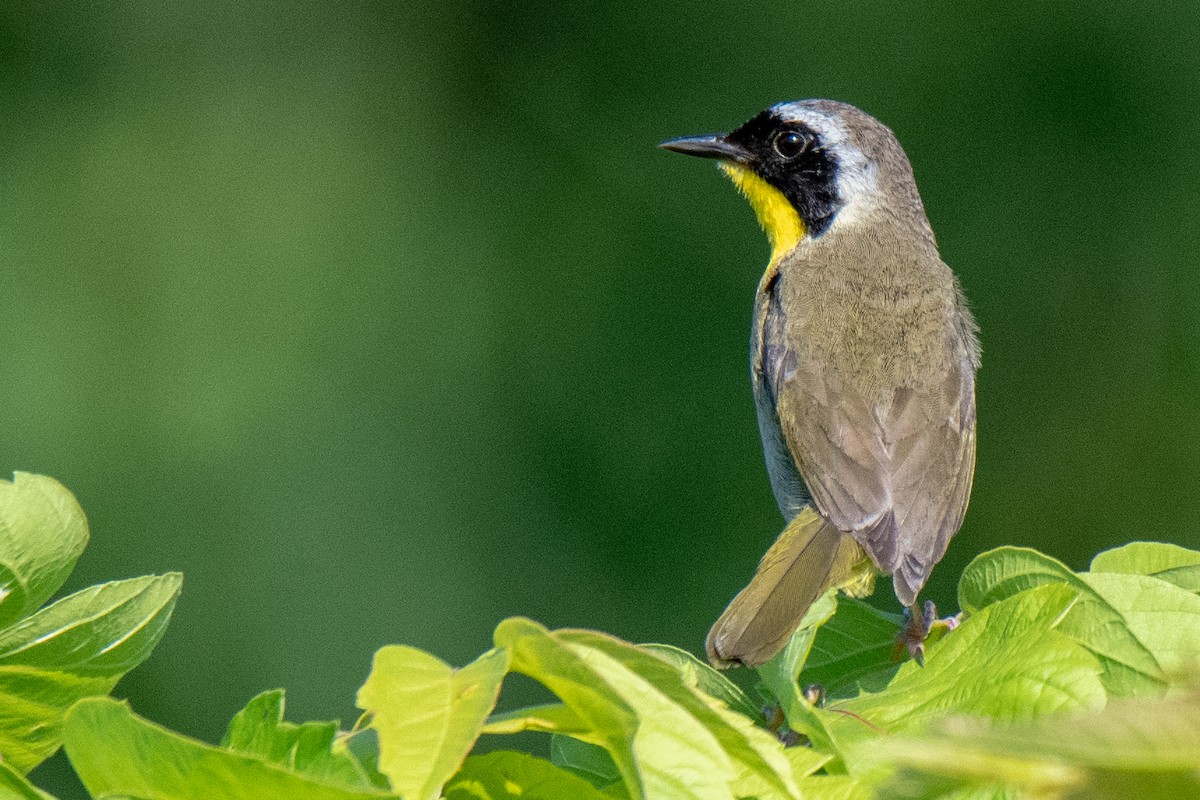 Common Yellowthroat - ML106515641