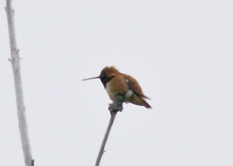 Rufous Hummingbird - ML106518761