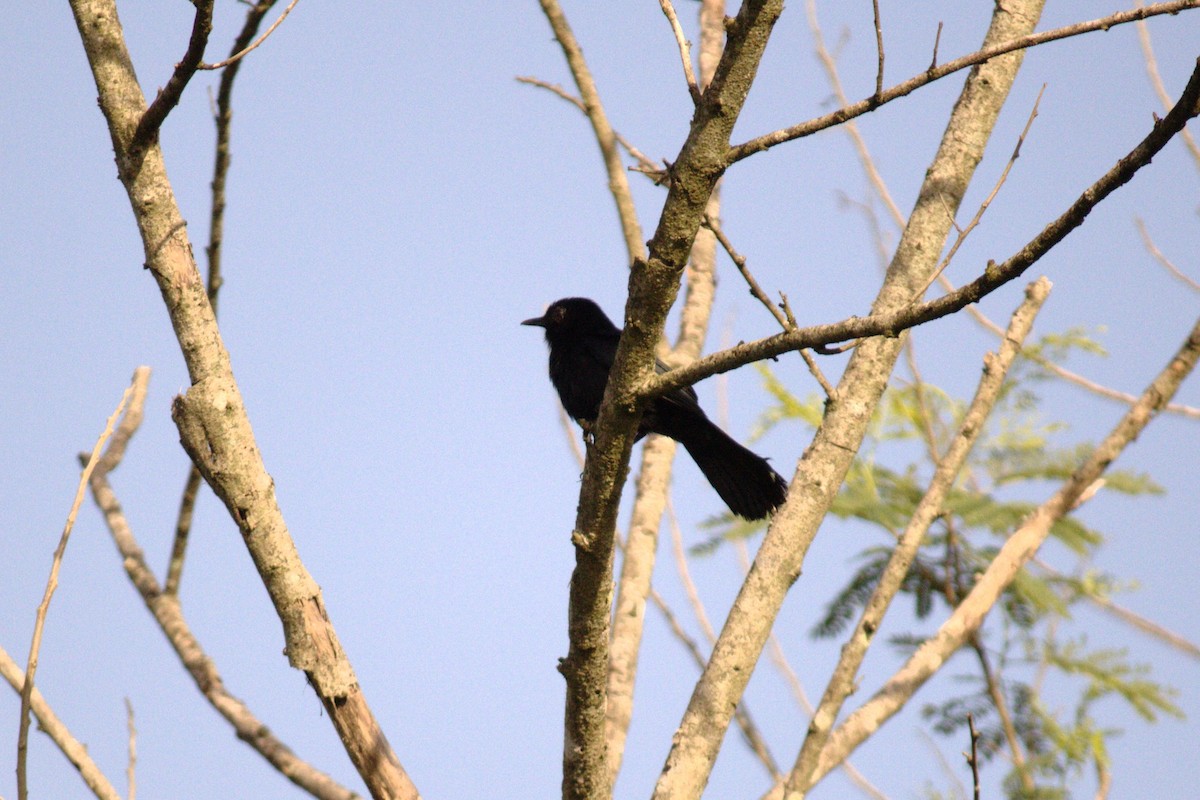 Black Catbird - ML106518891