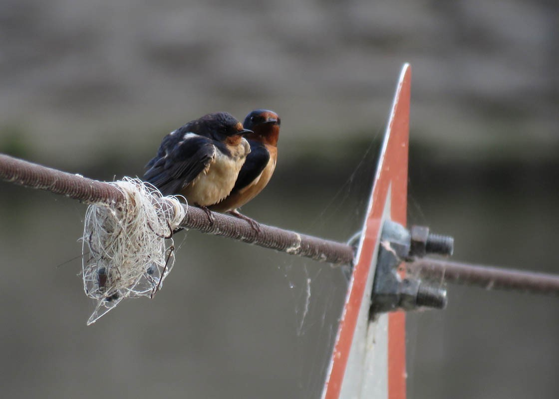 Barn Swallow - Thomas Schultz