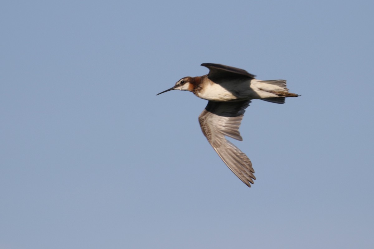 Wilson's Phalarope - Cameron Eckert