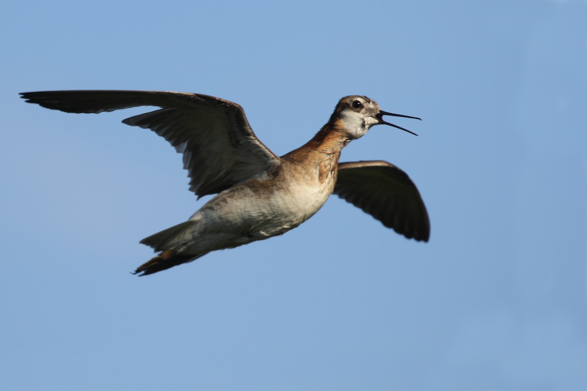 Wilson's Phalarope - ML106520031