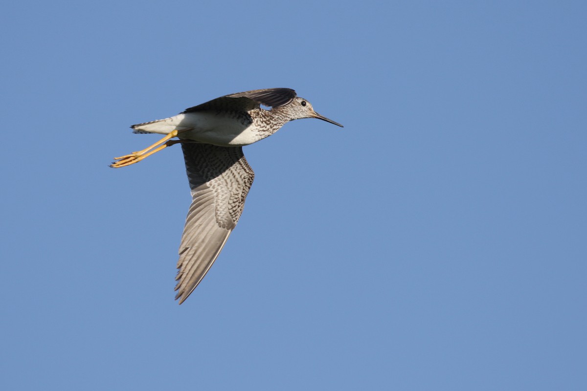 Lesser Yellowlegs - ML106520171