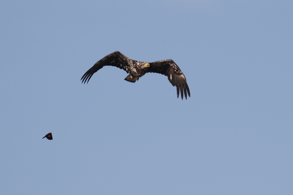 Bald Eagle - ML106520261