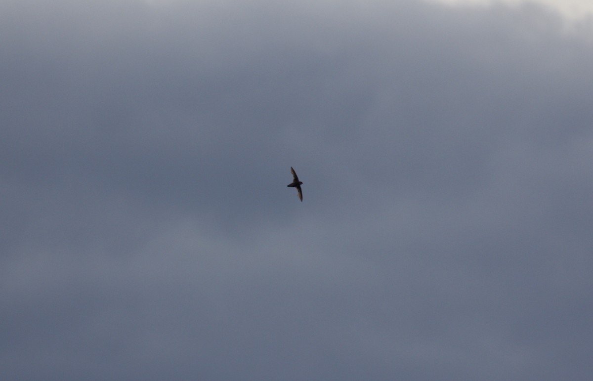 Vaux's Swift - Eric Rasmussen