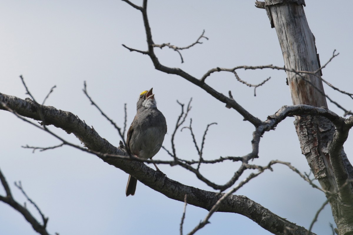 White-throated Sparrow - ML106520331