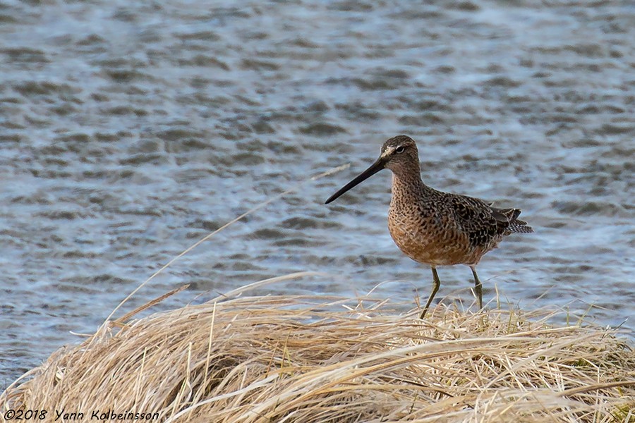 Long-billed Dowitcher - ML106520391
