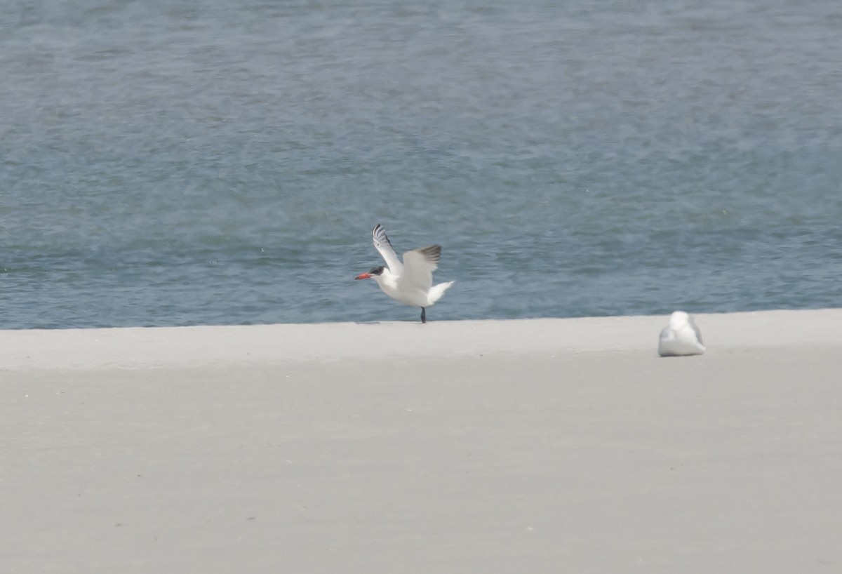 Caspian Tern - ML106521041