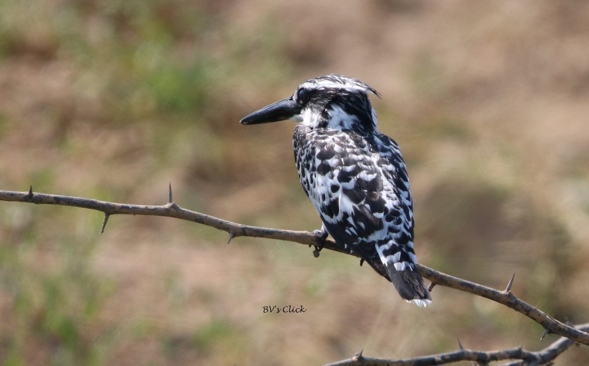 Pied Kingfisher - ML106521461