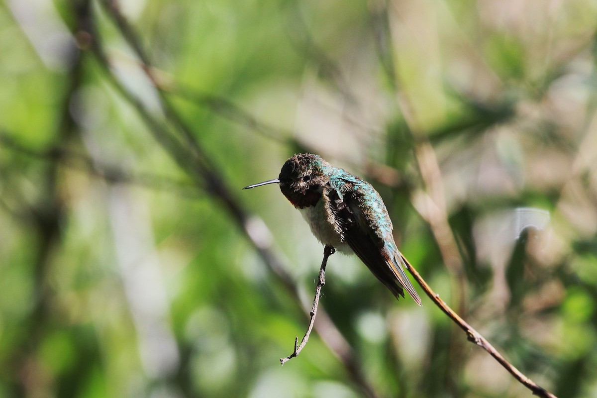 Broad-tailed Hummingbird - Allee Forsberg