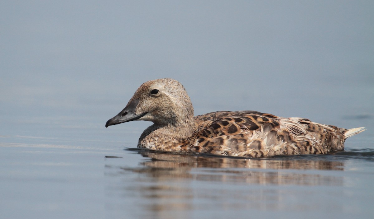 King Eider - ML106525601