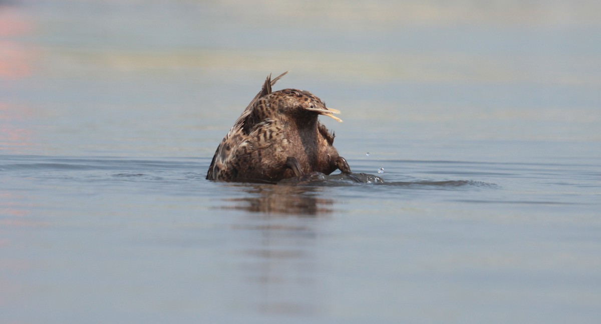 Eider à tête grise - ML106525621