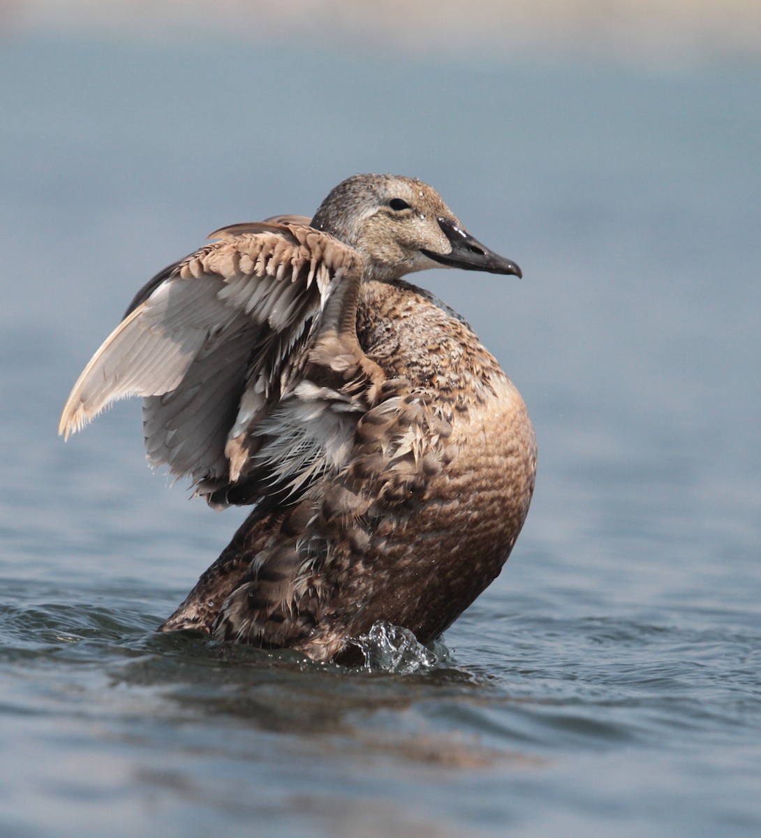 Eider à tête grise - ML106525661