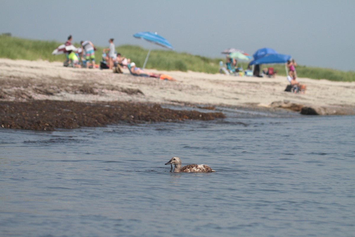 King Eider - ML106525731