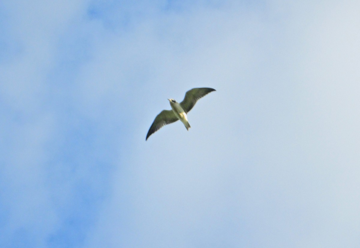White-winged Tern - Zsuzsanna Guba