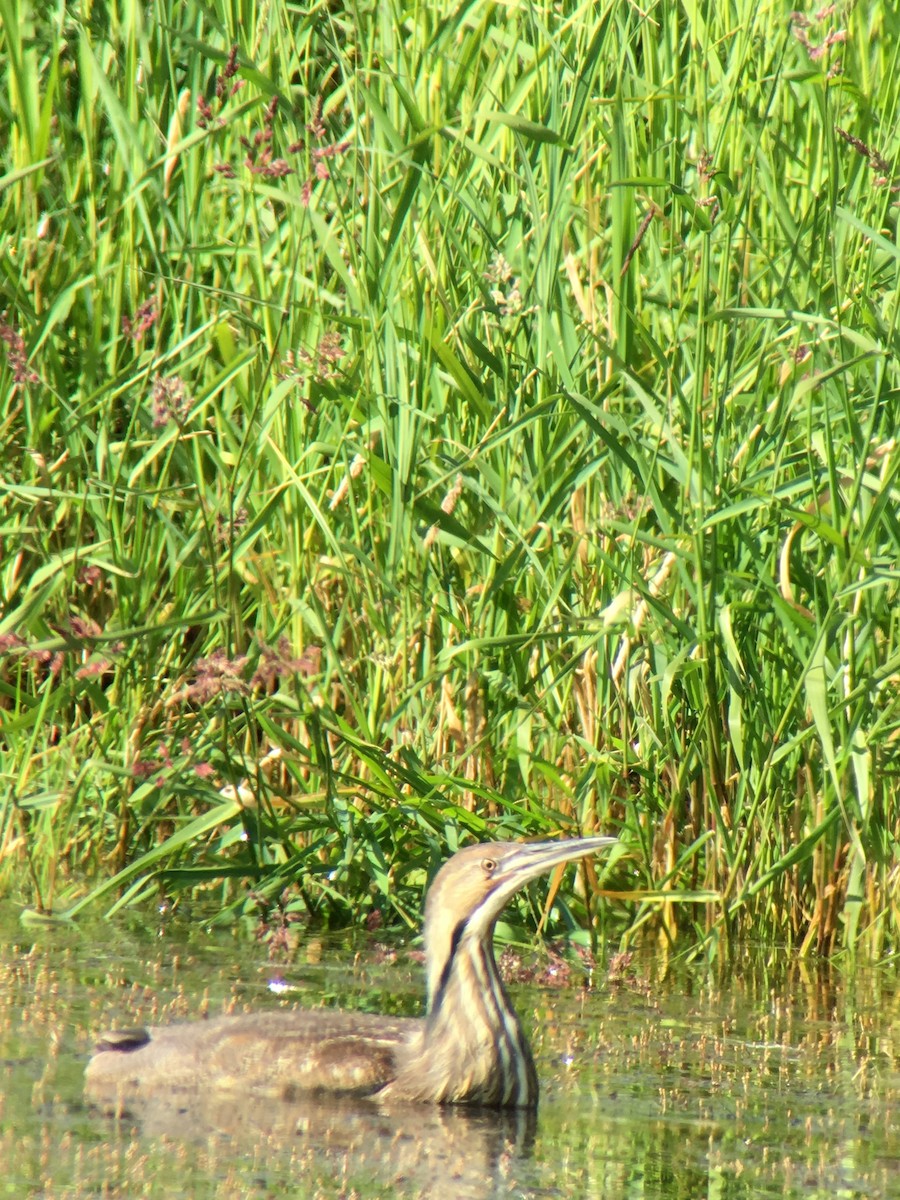 American Bittern - Teresa Dolman