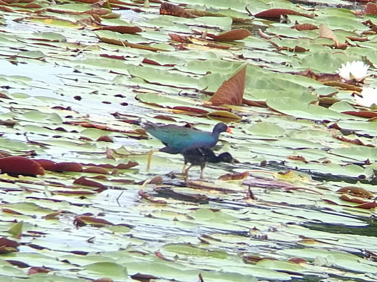 Purple Gallinule - Sebastian Jones